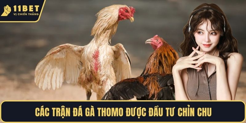 Các trận đá gà Thomo được đầu tư chỉn chu