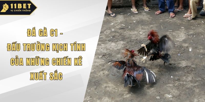 Đá gà c1