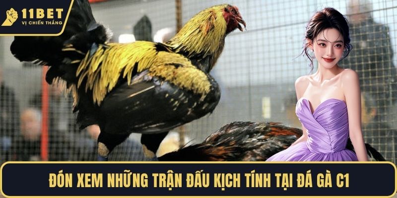 Đón xem những trận đấu kịch tính tại đá gà c1