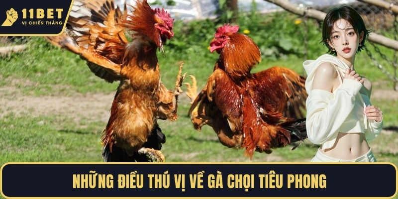 Những điều thú vị về gà chọi tiêu phong