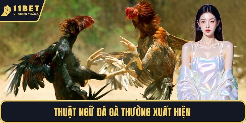 Thuật ngữ đá gà thường xuất hiện 